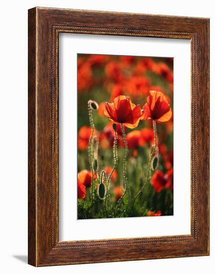 Schleswig-Holstein, Poppy Field-Catharina Lux-Framed Photographic Print