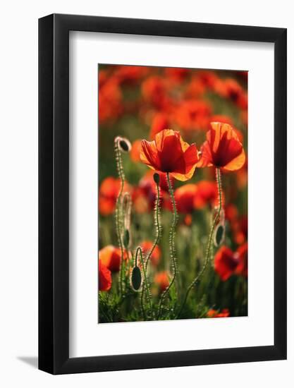 Schleswig-Holstein, Poppy Field-Catharina Lux-Framed Photographic Print