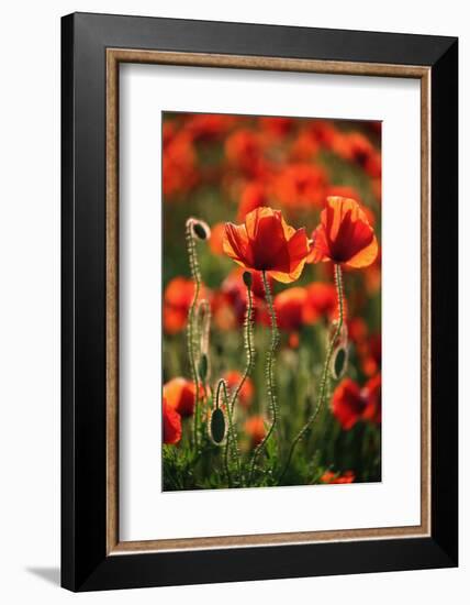 Schleswig-Holstein, Poppy Field-Catharina Lux-Framed Photographic Print