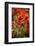 Schleswig-Holstein, Poppy Field-Catharina Lux-Framed Photographic Print