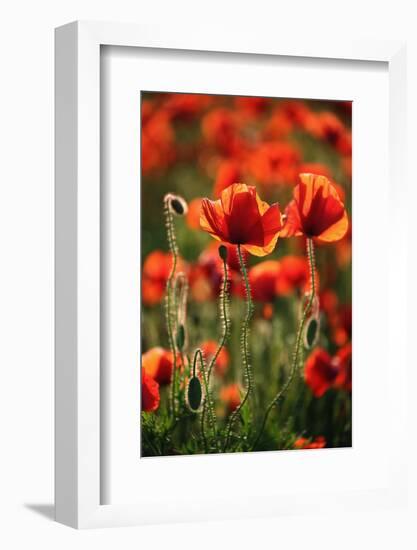 Schleswig-Holstein, Poppy Field-Catharina Lux-Framed Photographic Print
