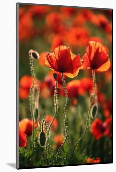 Schleswig-Holstein, Poppy Field-Catharina Lux-Mounted Photographic Print