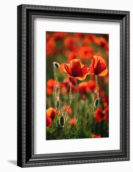 Schleswig-Holstein, Poppy Field-Catharina Lux-Framed Photographic Print