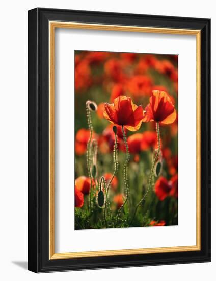 Schleswig-Holstein, Poppy Field-Catharina Lux-Framed Photographic Print