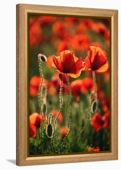 Schleswig-Holstein, Poppy Field-Catharina Lux-Framed Premier Image Canvas