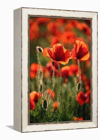 Schleswig-Holstein, Poppy Field-Catharina Lux-Framed Premier Image Canvas