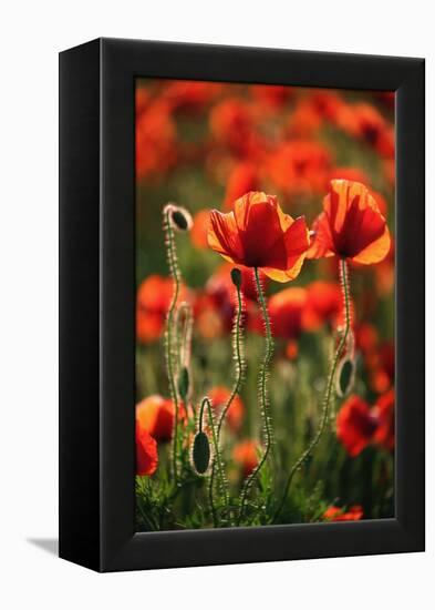 Schleswig-Holstein, Poppy Field-Catharina Lux-Framed Premier Image Canvas