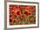 Schleswig-Holstein, Poppy Field-Catharina Lux-Framed Photographic Print