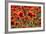 Schleswig-Holstein, Poppy Field-Catharina Lux-Framed Photographic Print