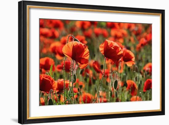 Schleswig-Holstein, Poppy Field-Catharina Lux-Framed Photographic Print