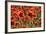 Schleswig-Holstein, Poppy Field-Catharina Lux-Framed Photographic Print