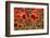 Schleswig-Holstein, Poppy Field-Catharina Lux-Framed Photographic Print