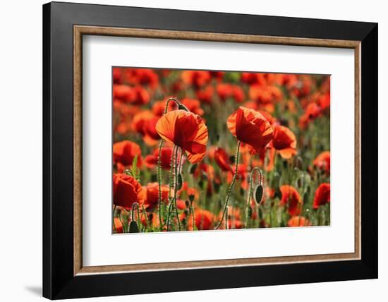 Schleswig-Holstein, Poppy Field-Catharina Lux-Framed Photographic Print