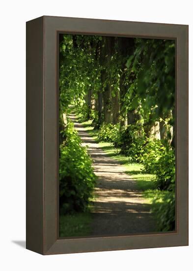 Schleswig-Holstein, Sieseby, Path Through Old Cemetery-Catharina Lux-Framed Premier Image Canvas