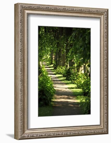 Schleswig-Holstein, Sieseby, Path Through Old Cemetery-Catharina Lux-Framed Photographic Print