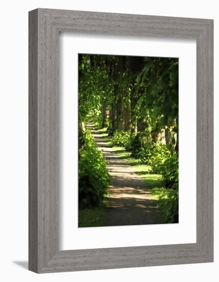 Schleswig-Holstein, Sieseby, Path Through Old Cemetery-Catharina Lux-Framed Photographic Print