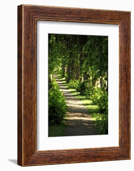 Schleswig-Holstein, Sieseby, Path Through Old Cemetery-Catharina Lux-Framed Photographic Print