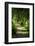 Schleswig-Holstein, Sieseby, Path Through Old Cemetery-Catharina Lux-Framed Photographic Print