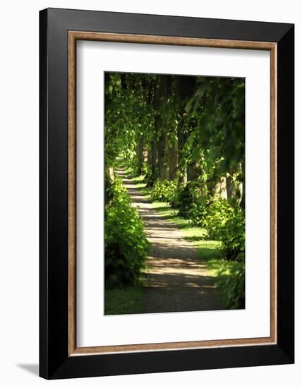 Schleswig-Holstein, Sieseby, Path Through Old Cemetery-Catharina Lux-Framed Photographic Print
