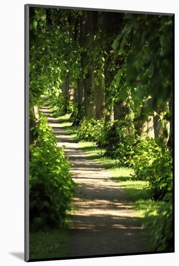 Schleswig-Holstein, Sieseby, Path Through Old Cemetery-Catharina Lux-Mounted Photographic Print