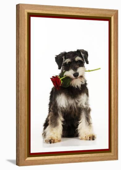 Schnauzer Holding Rose-null-Framed Premier Image Canvas