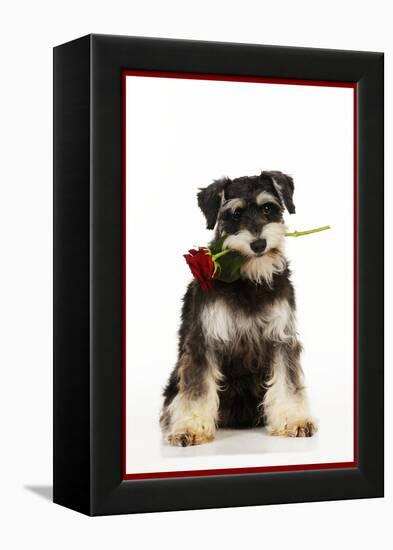 Schnauzer Holding Rose-null-Framed Premier Image Canvas