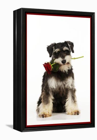 Schnauzer Holding Rose-null-Framed Premier Image Canvas