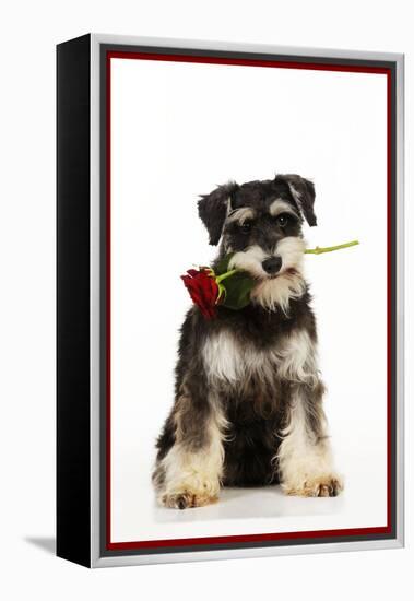 Schnauzer Holding Rose-null-Framed Premier Image Canvas