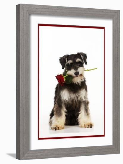 Schnauzer Holding Rose-null-Framed Photographic Print