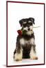 Schnauzer Holding Rose-null-Mounted Photographic Print