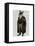 Schnauzer Lawyer-Fab Funky-Framed Stretched Canvas