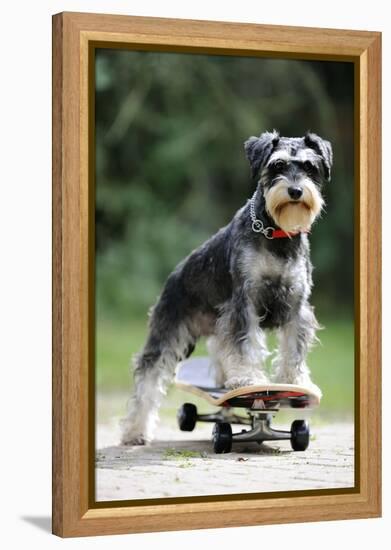 Schnauzer on Skateboard-null-Framed Premier Image Canvas