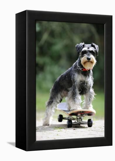 Schnauzer on Skateboard-null-Framed Premier Image Canvas