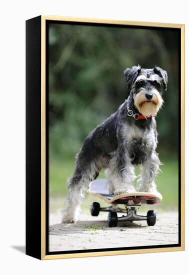 Schnauzer on Skateboard-null-Framed Premier Image Canvas