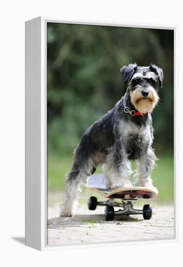 Schnauzer on Skateboard-null-Framed Premier Image Canvas