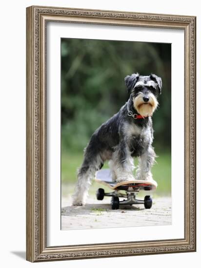 Schnauzer on Skateboard-null-Framed Photographic Print