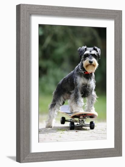 Schnauzer on Skateboard-null-Framed Photographic Print