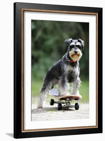 Schnauzer on Skateboard-null-Framed Photographic Print