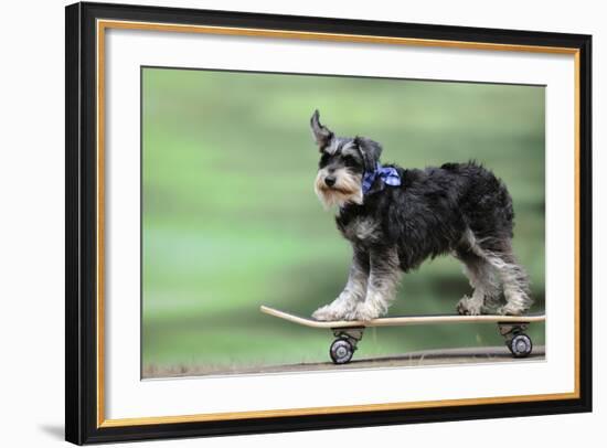 Schnauzer on Skateboard-null-Framed Photographic Print