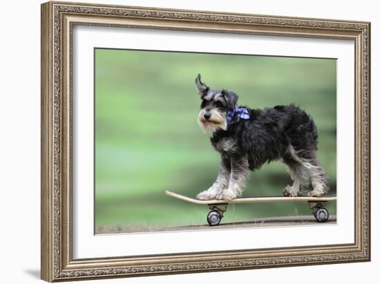 Schnauzer on Skateboard-null-Framed Photographic Print