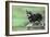 Schnauzer on Skateboard-null-Framed Photographic Print