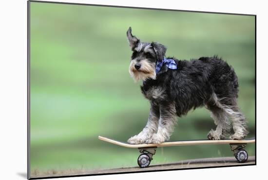 Schnauzer on Skateboard-null-Mounted Photographic Print