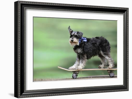 Schnauzer on Skateboard-null-Framed Photographic Print