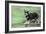 Schnauzer on Skateboard-null-Framed Photographic Print