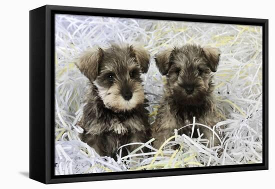 Schnauzer Puppies Sitting in Paper Shreddings-null-Framed Premier Image Canvas