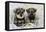 Schnauzer Puppies Sitting in Paper Shreddings-null-Framed Premier Image Canvas