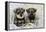 Schnauzer Puppies Sitting in Paper Shreddings-null-Framed Premier Image Canvas