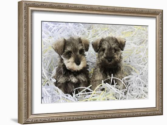 Schnauzer Puppies Sitting in Paper Shreddings-null-Framed Photographic Print