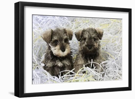 Schnauzer Puppies Sitting in Paper Shreddings-null-Framed Photographic Print