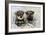 Schnauzer Puppies Sitting in Paper Shreddings-null-Framed Photographic Print